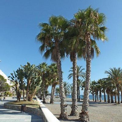 Sunshine Apartment At Tropical Coast Of Granada Almunecar Exterior photo